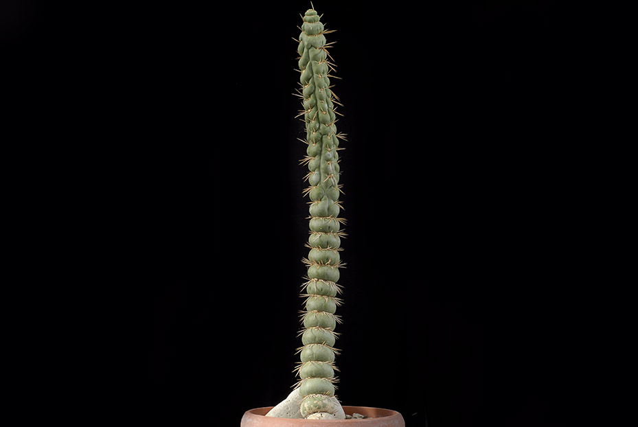 Eulycnia castanea v. spiralis 65 cm. 120.00 €.jpg